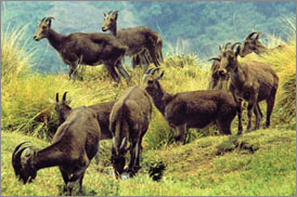 Kumarakom Sightseing
