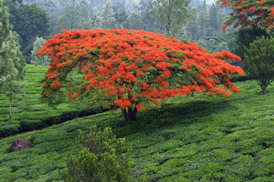 Kumarakom Sightseing