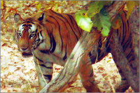 Kumarakom Sightseing