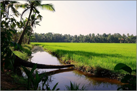 Kumarakom Sightseing