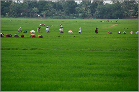 Kumarakom Sightseing