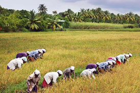 Kumarakom Sightseing