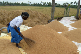 Kumarakom Sightseing