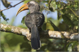 Kumarakom Sightseing