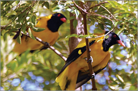 Kumarakom Sightseing
