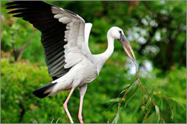 Kumarakom Sightseing