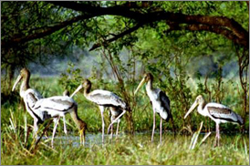Kumarakom Sightseing