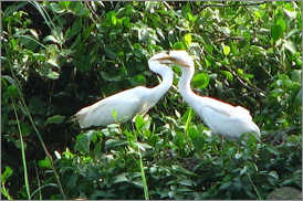 Kumarakom Sightseing