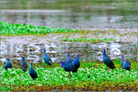 Kumarakom Sightseing