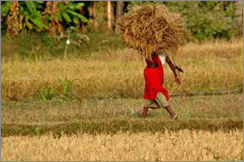 Kumarakom Sightseing