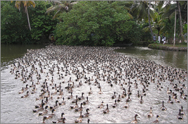 Kumarakom Sightseing