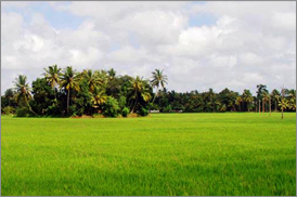 Kumarakom Sightseing