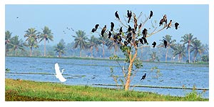 Kumarakom Birds